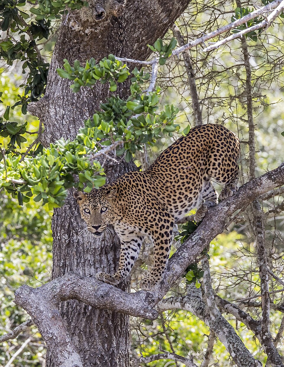 9 Days Wildlife Adventure