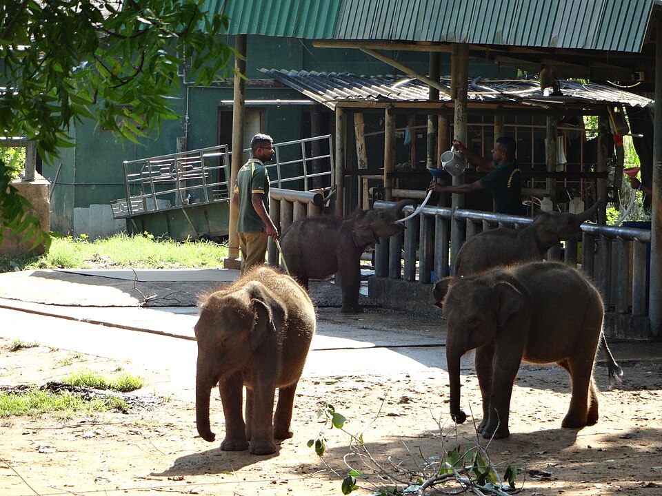 Udawalawe — Elephant Safari Grounds
