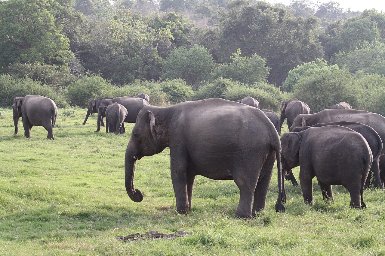 Elephants in River